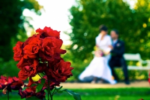 Růžová zahrada - foto Milan Zářecký