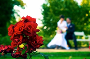 Růžová zahrada - foto Milan Zářecký