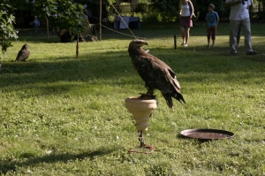 Zámecké slavnosti 2013 INFO a FOTOGALERIE